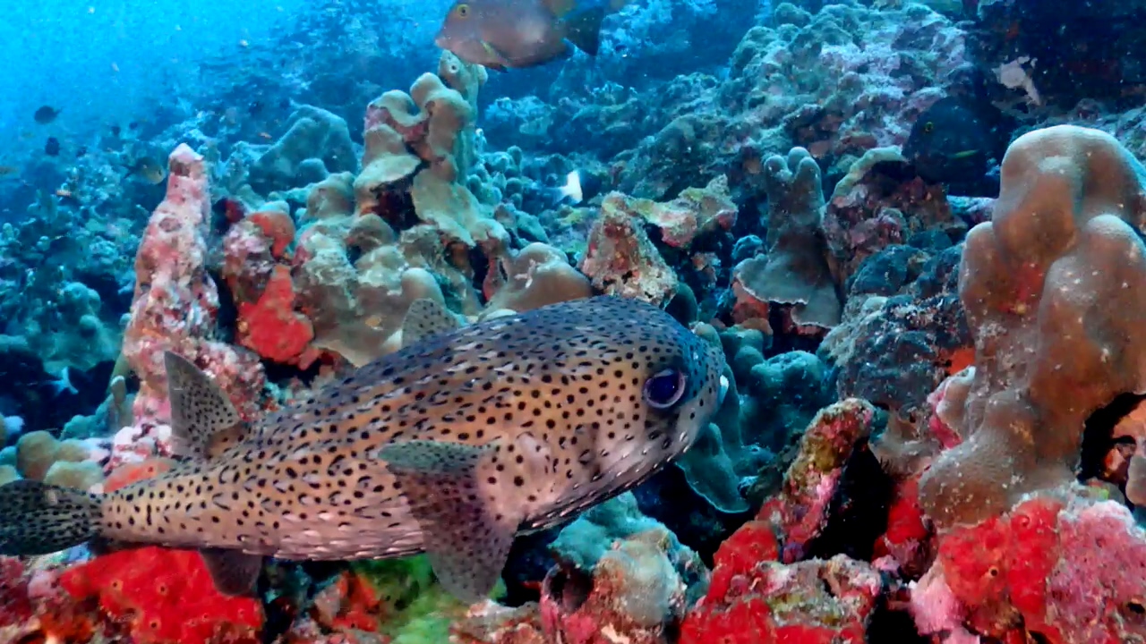 Similan Liveaboard #13. Koh Bon North