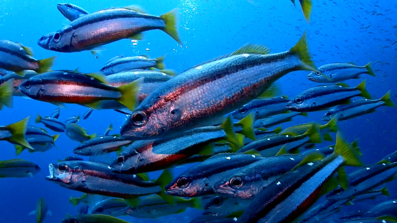Similan Liveaboard #11.Richelieu Rock-2