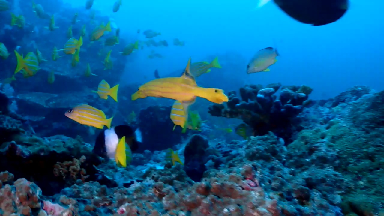 Similan Liveaboard #13. Koh Bon North
