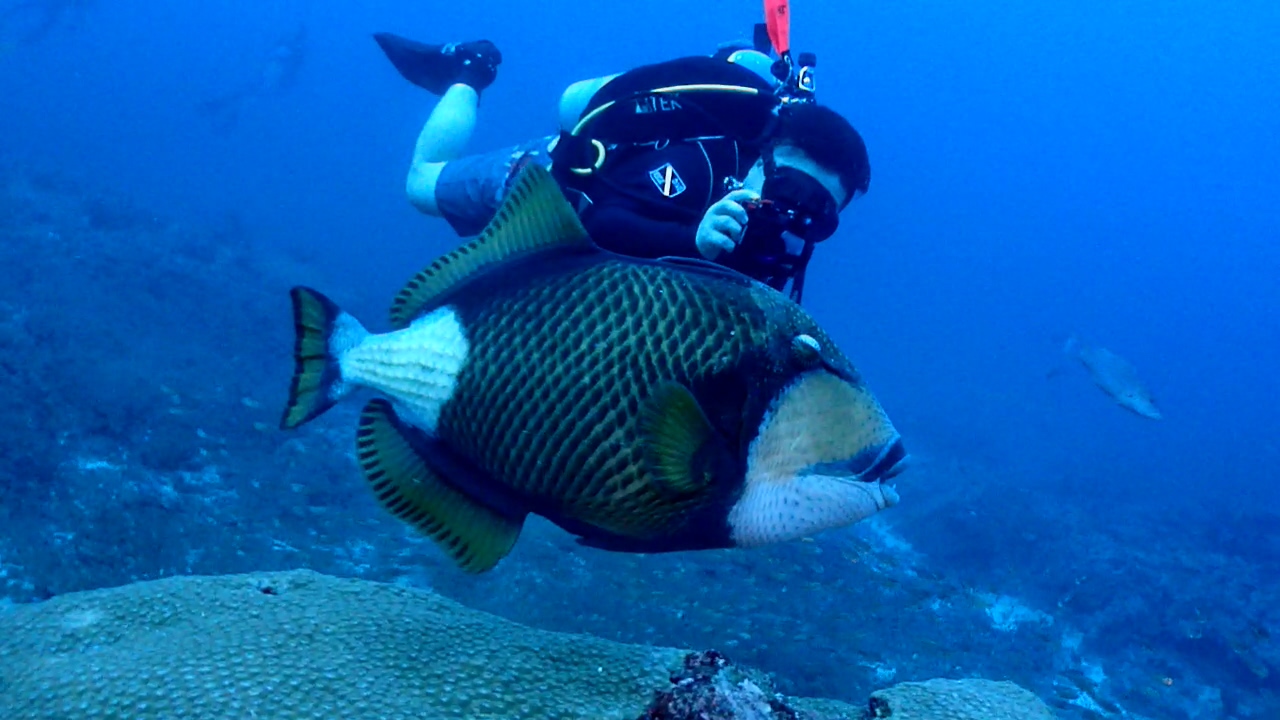 Similan Liveaboard #13. Koh Bon North