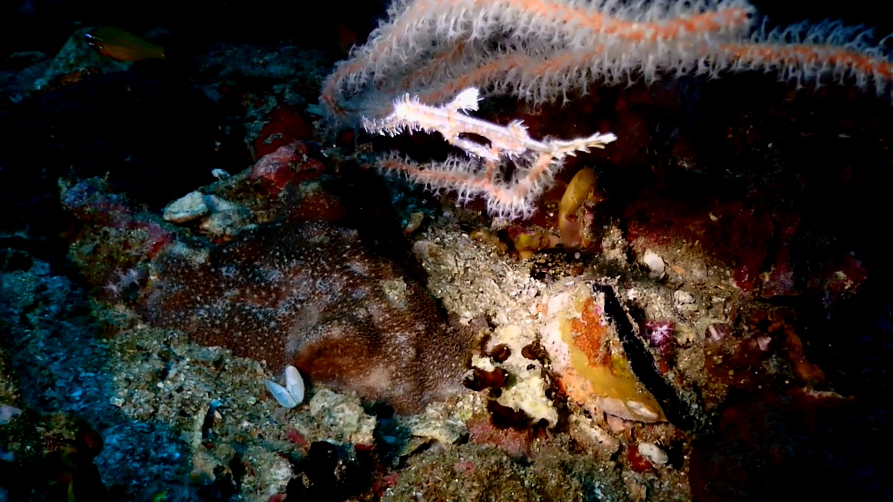 Similan Liveaboard #10.Richelieu Rock-1