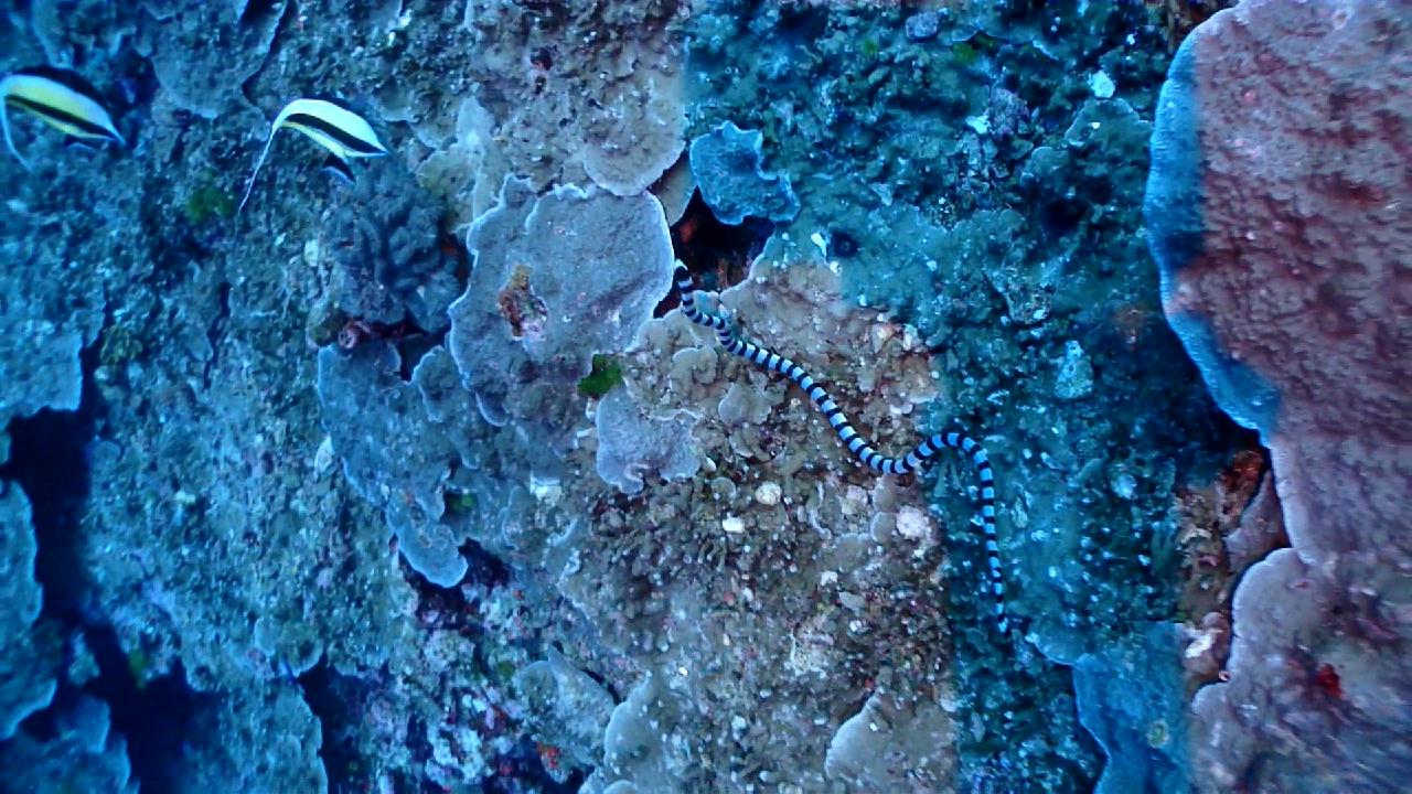 Similan Liveaboard #5.Koh Bon