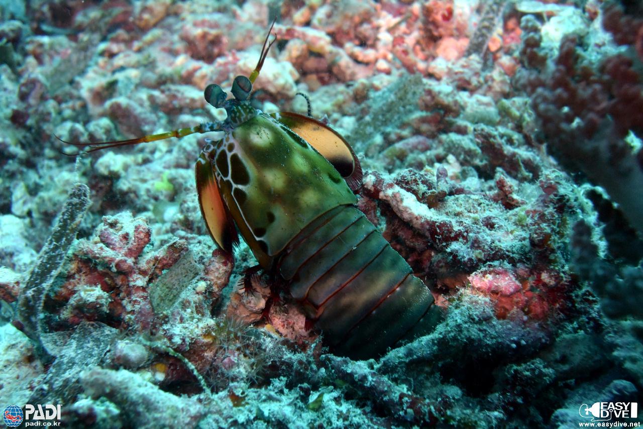 말로만듣던 날루수안~