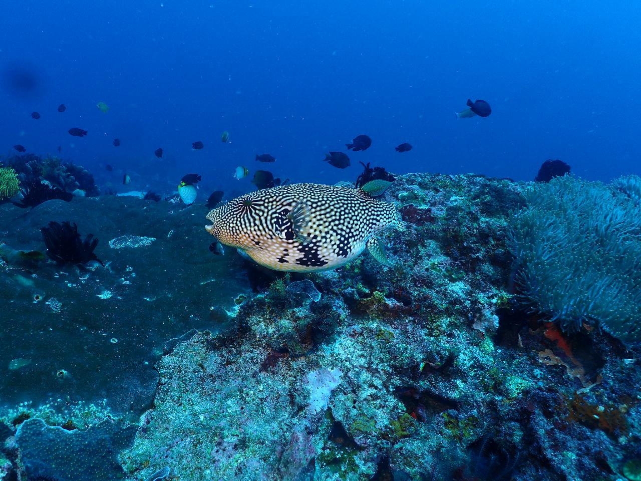 마아요는 릴로안 여객선 이름