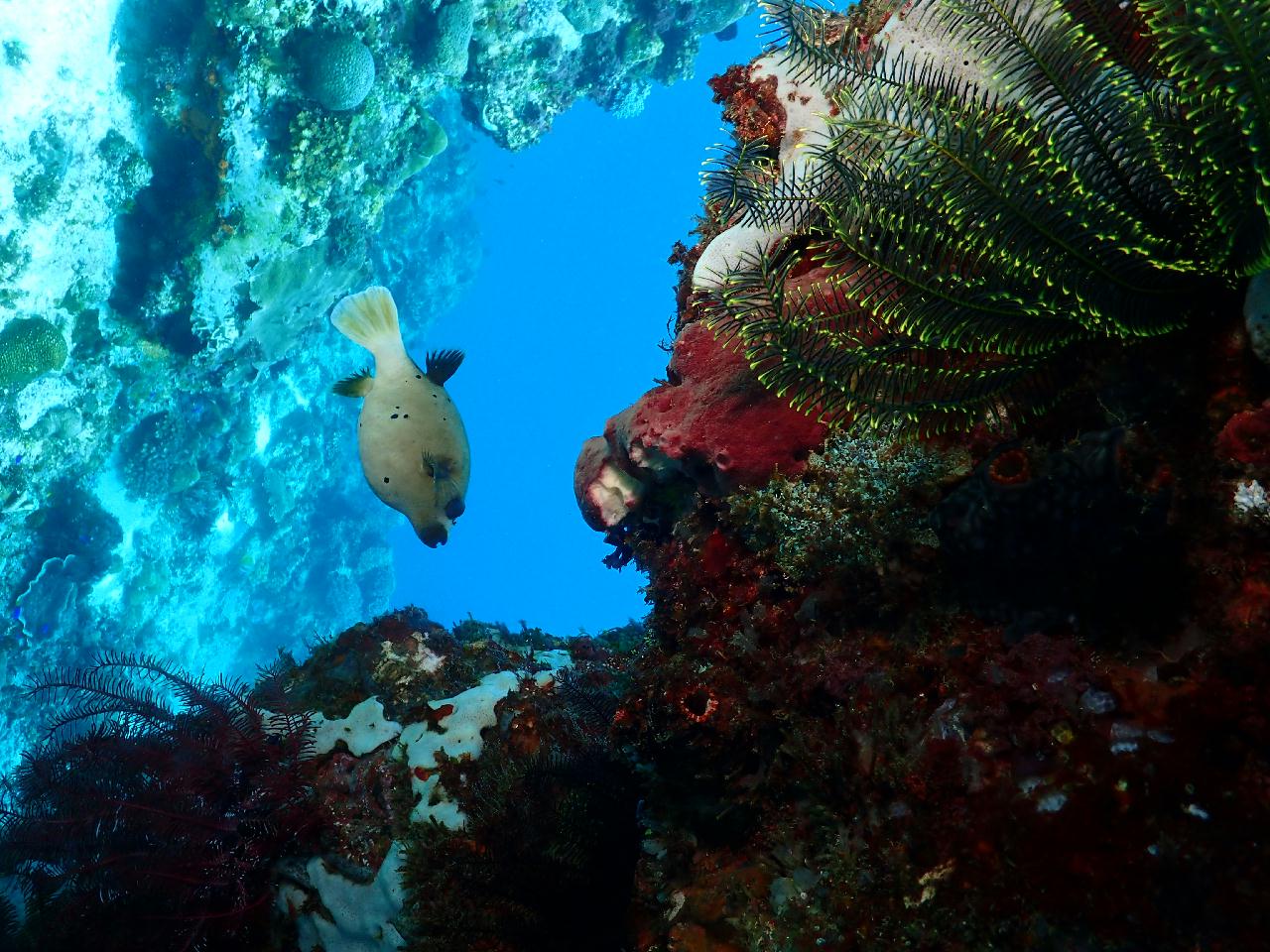 마아요는 릴로안 여객선 이름