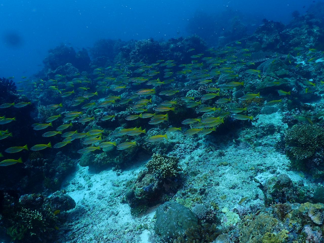 마아요는 릴로안 여객선 이름