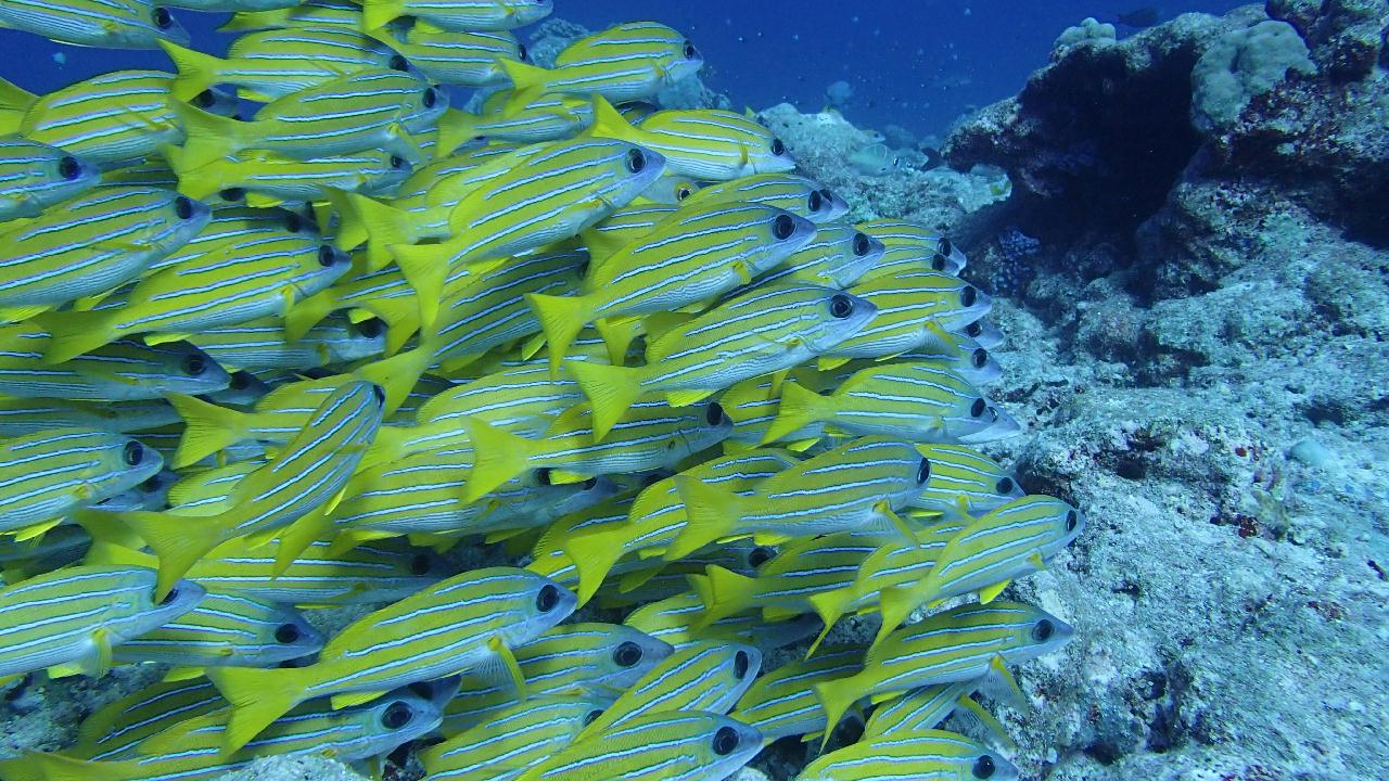 팔라우 마지막 다이빙