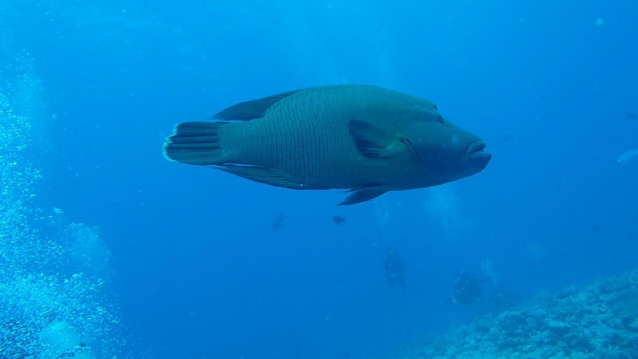 blue corner