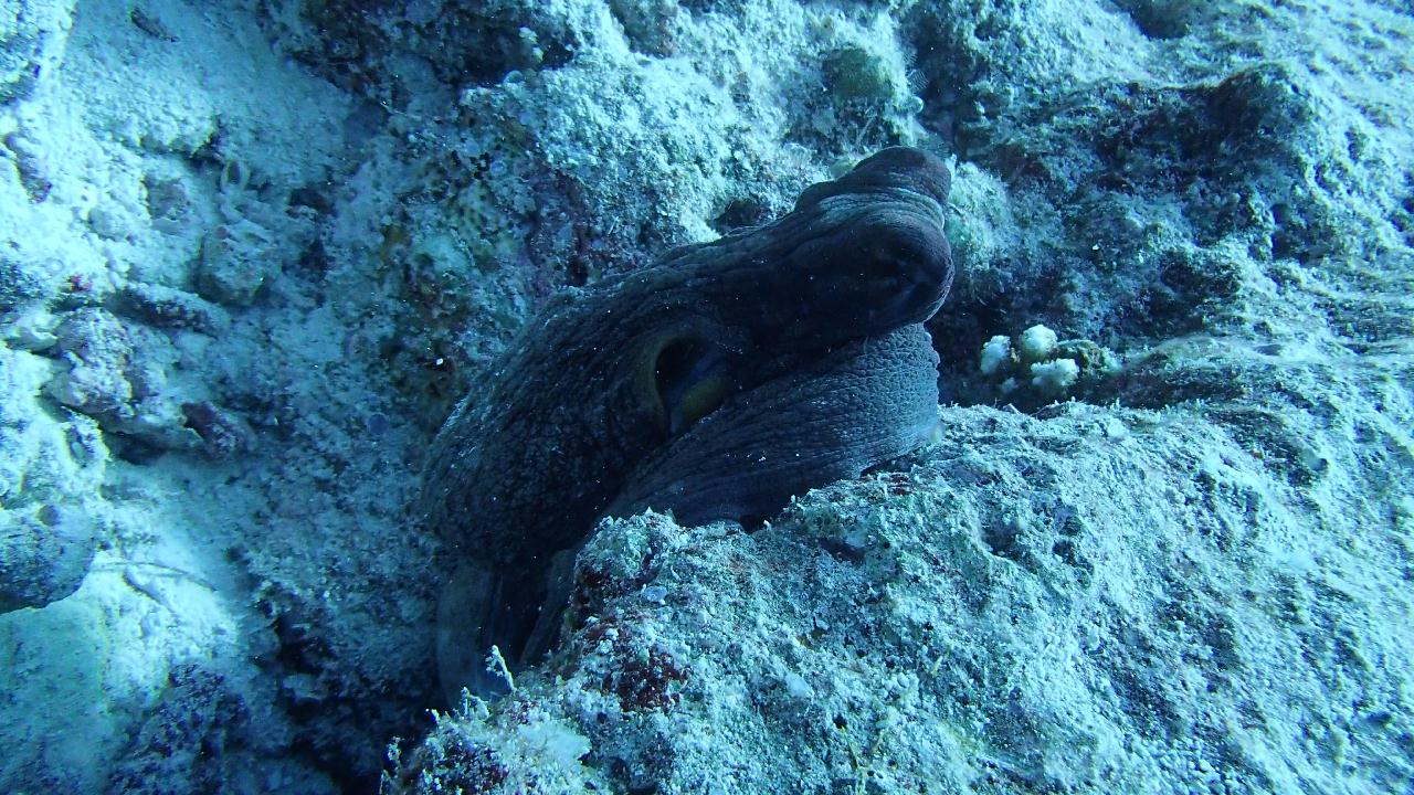 팔라우 마지막 다이빙