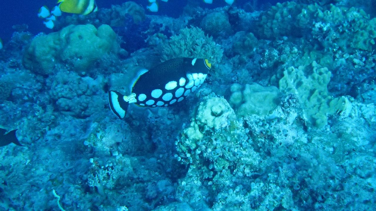 팔라우 마지막 다이빙