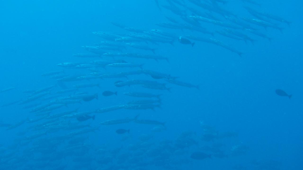 팔라우 첫다이빙 