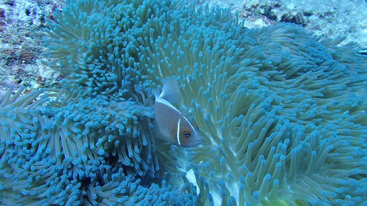 blue corner