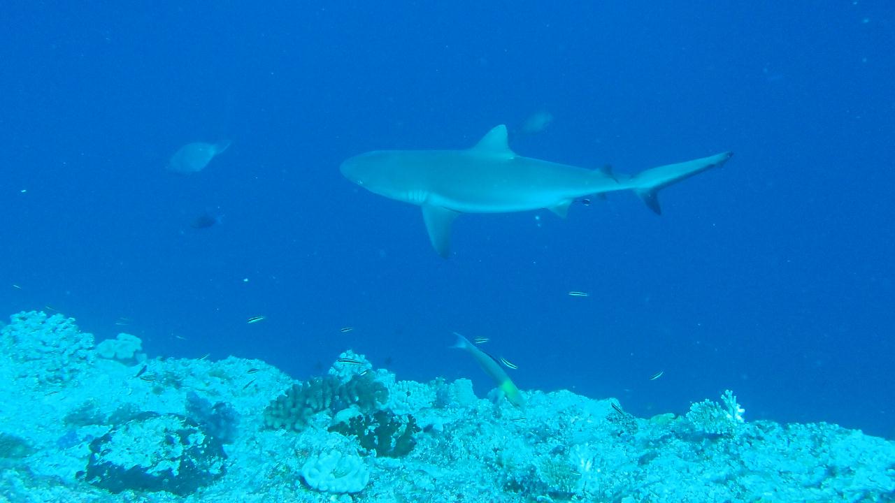 독일이 빨리가려고 뚤었다는길~