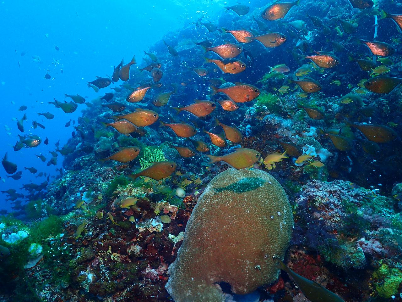 체크다이빙을 3일째날 하다니 ㅎㅎ