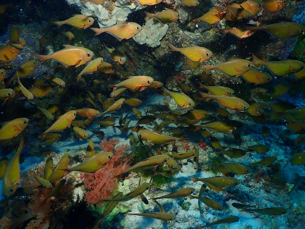 체크다이빙을 3일째날 하다니 ㅎㅎ