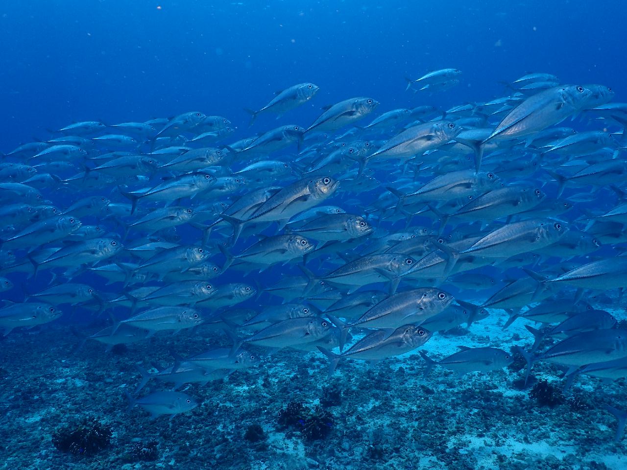 수밀론 오아시스에서 맘사까지 조류에 몸을 맡기고