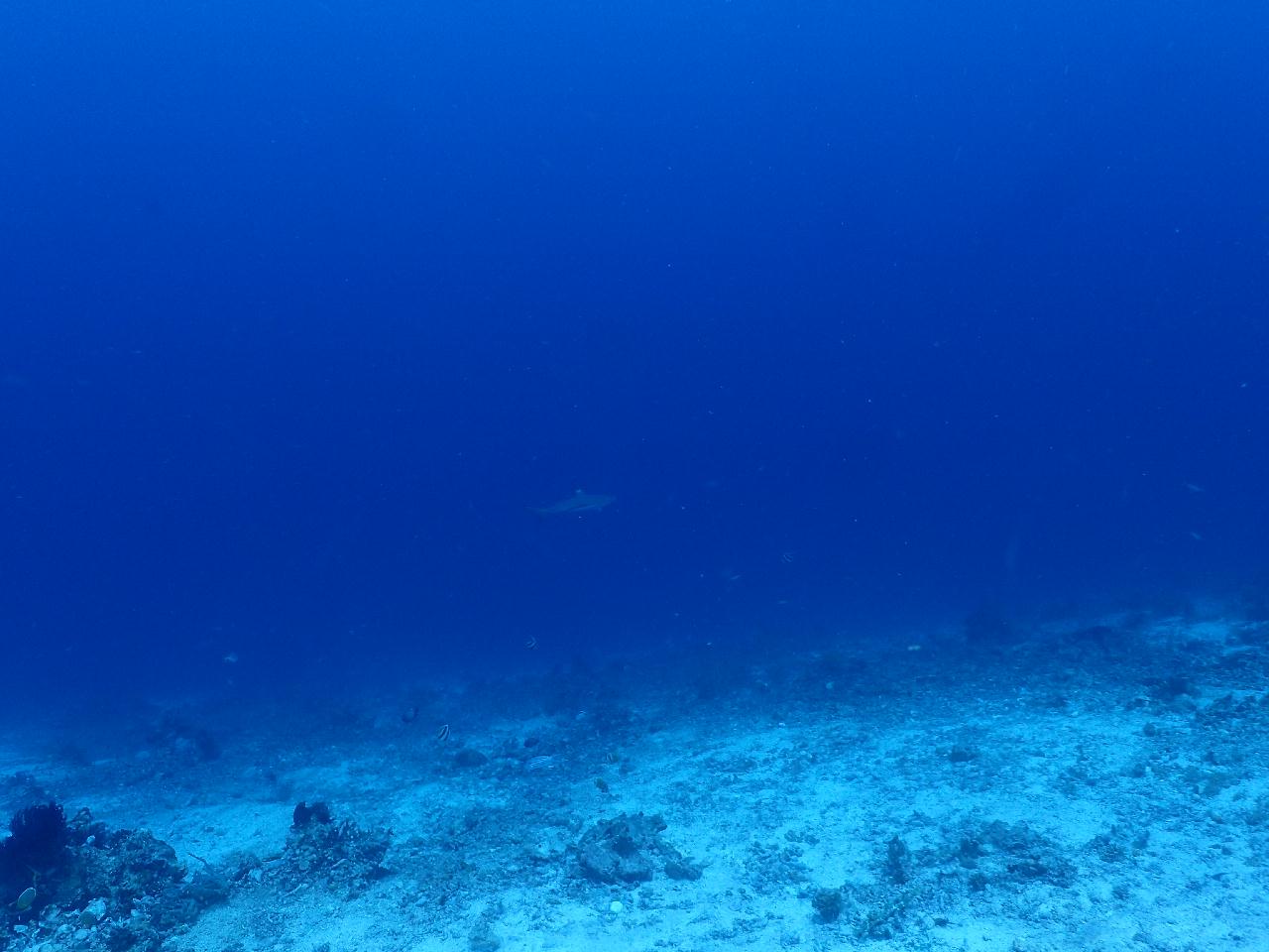 수밀론 오아시스에서 맘사까지 조류에 몸을 맡기고
