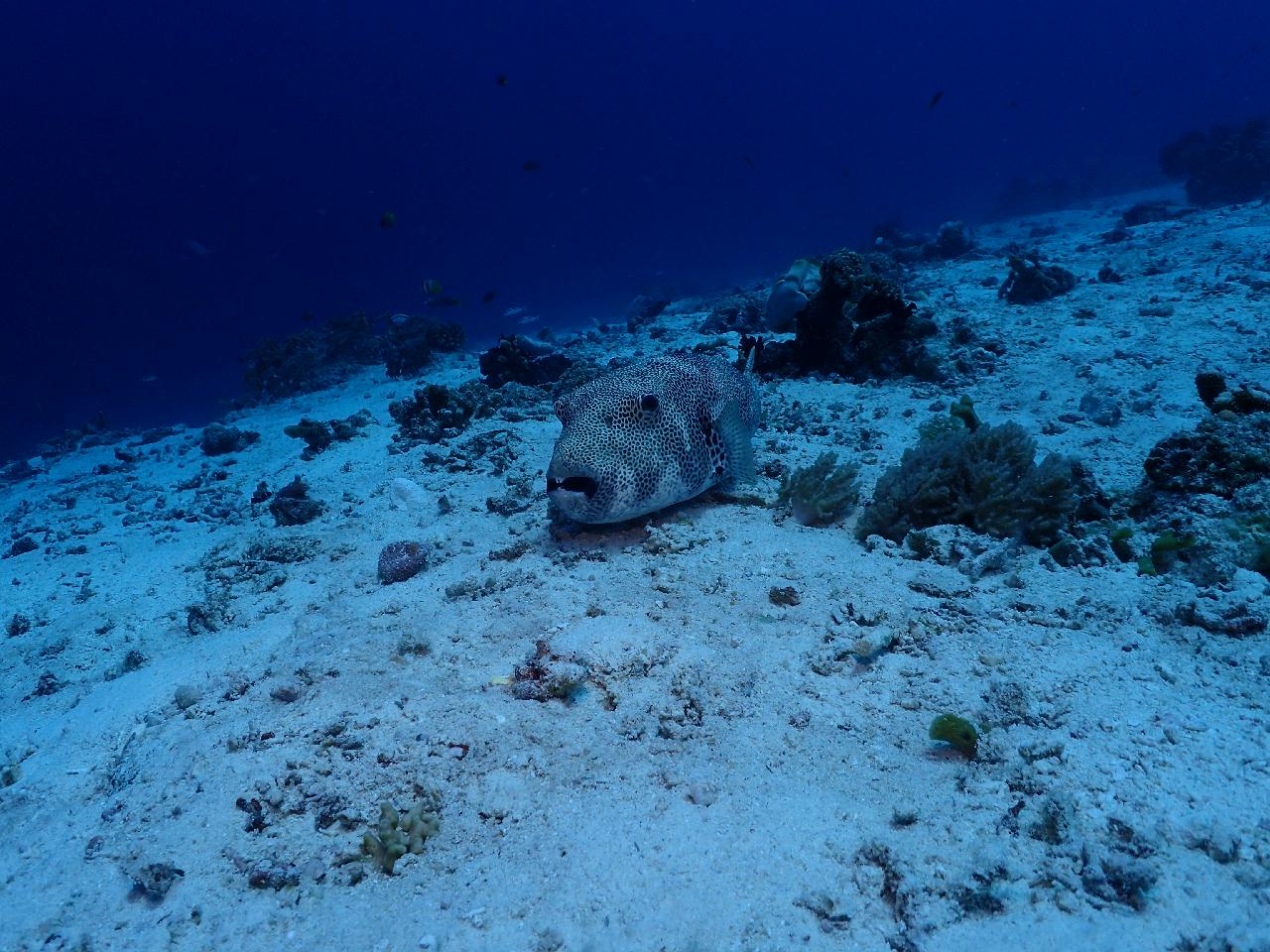 수밀론 오아시스에서 맘사까지 조류에 몸을 맡기고