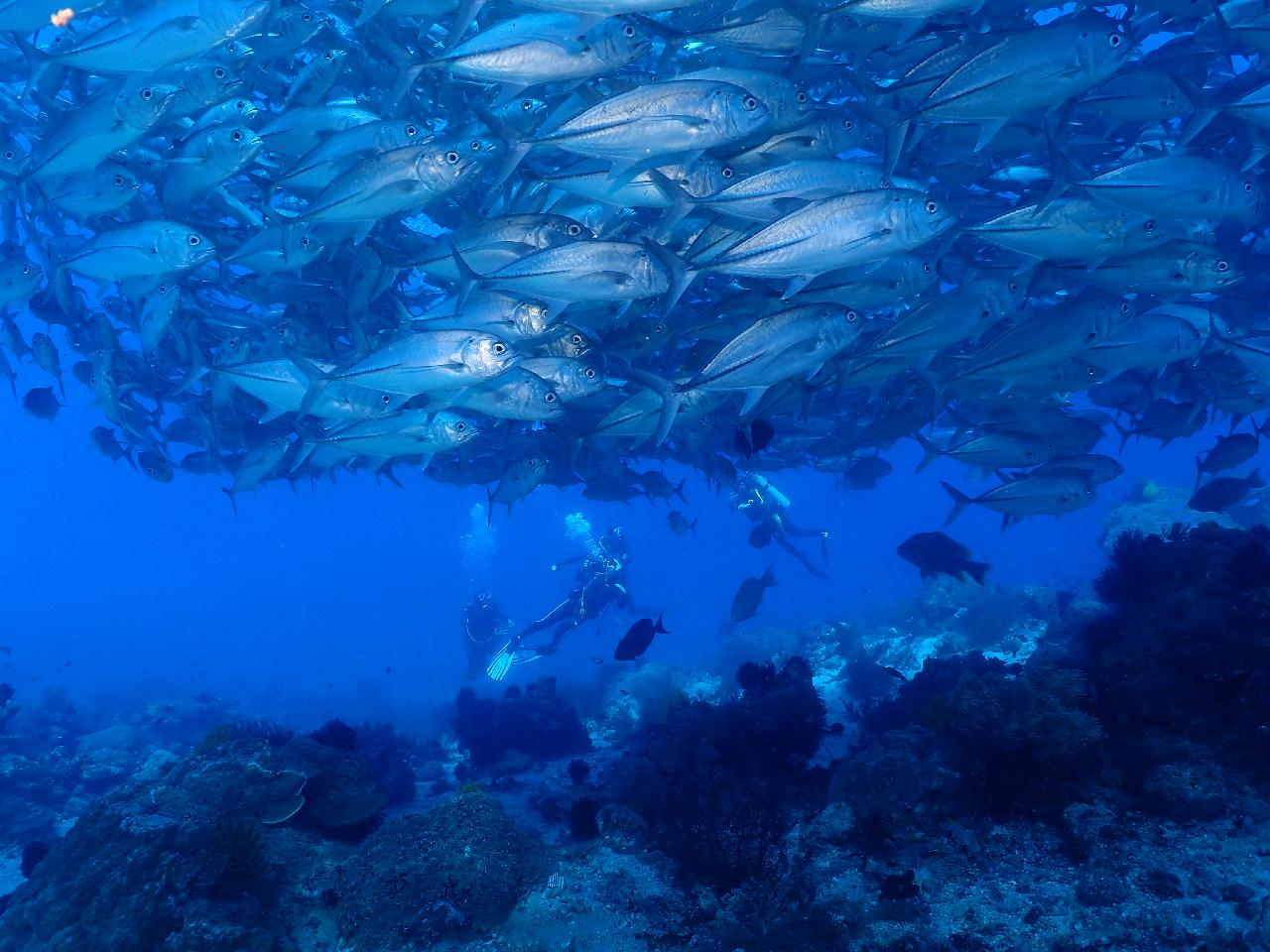 이름값하는 아포 맘사(잭피쉬) 포인트