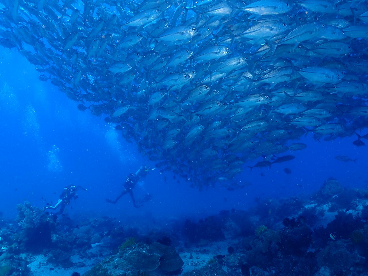 이름값하는 아포 맘사(잭피쉬) 포인트