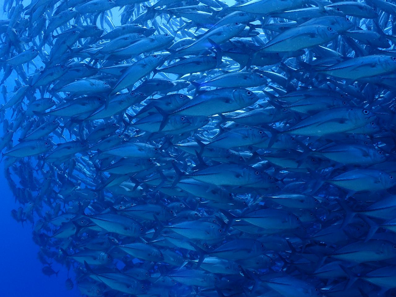 이름값하는 아포 맘사(잭피쉬) 포인트