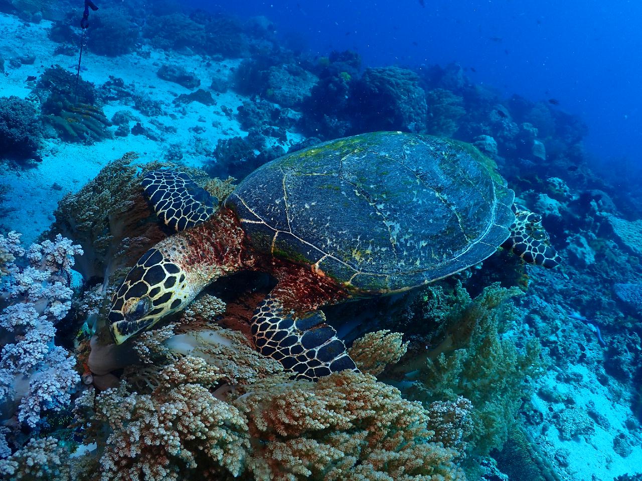 이름값하는 아포 맘사(잭피쉬) 포인트