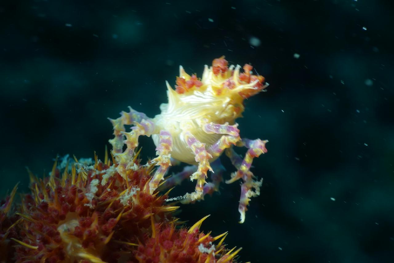 세부 스쿠버블  - 모벤픽 