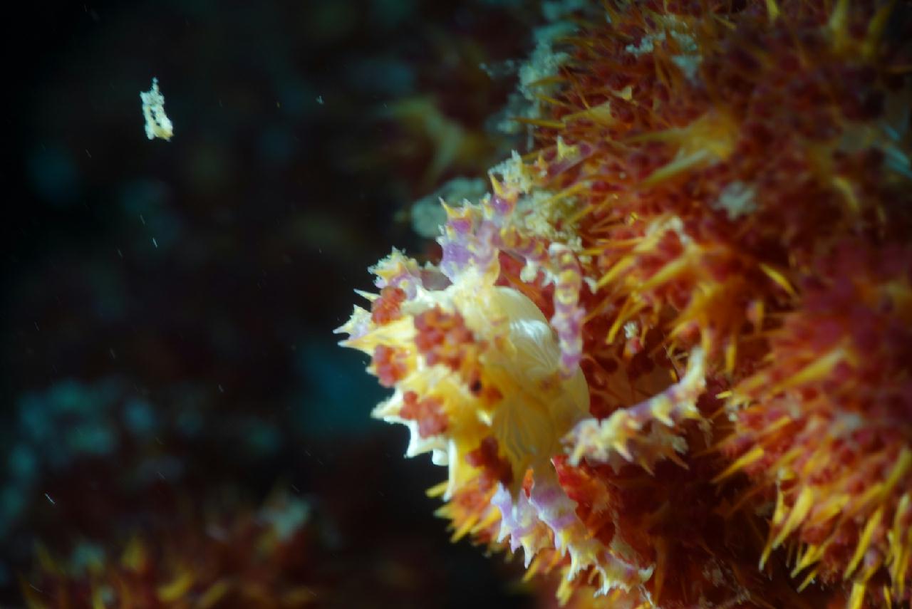 세부 스쿠버블  - 모벤픽 