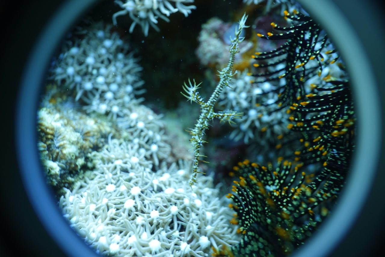 세부 스쿠버블  - 하우스리프 