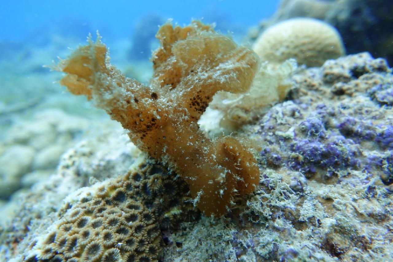 세부 스쿠버블  - 하우스리프 