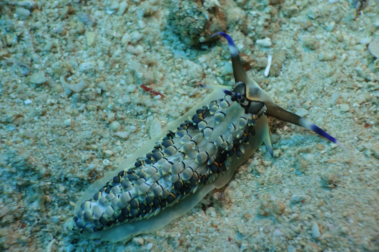 세부 스쿠버블  - New 버블 