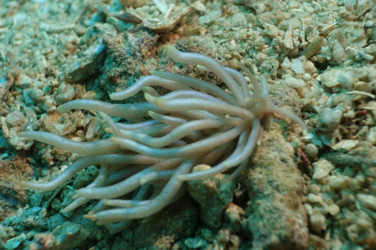 세부 스쿠버블  - New 버블 