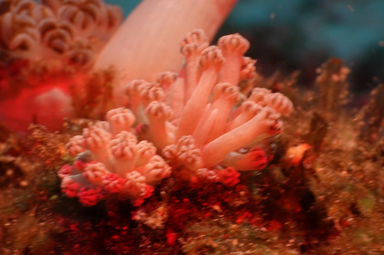 세부 스쿠버블  - 모벤픽 