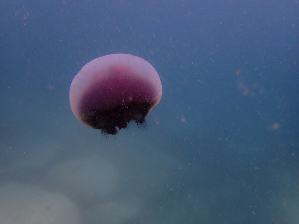 두번째 해양실습