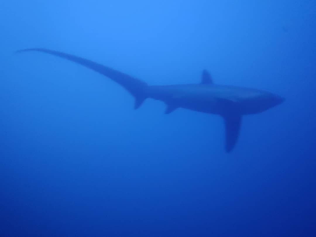 말라파스쿠아 솔 다이버스 클럽 - Monad shoal