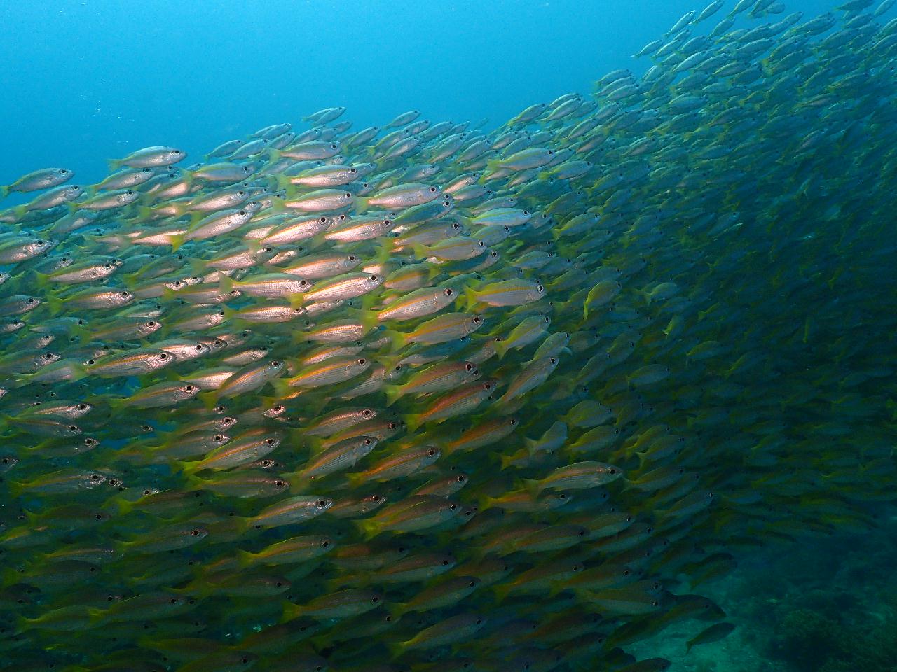 100만년만에 나홀로 푸켓 펀다이빙 