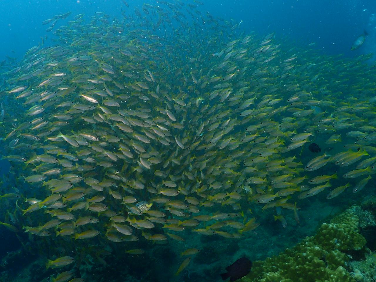 코비다노 섬의 비다녹 포인트
