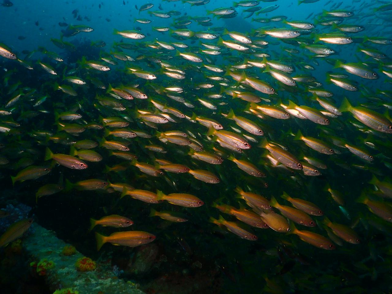그야말로 물반 고기반 푸켓 킹크루저 포인트