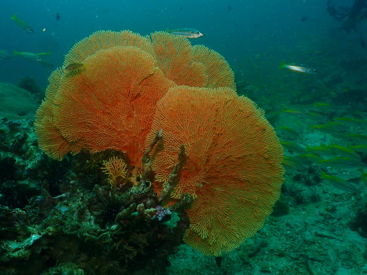 샤크는 없지만 거대한 씨팬들이 많은 포인트