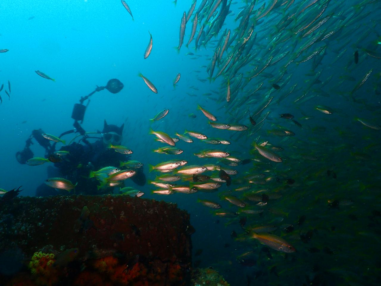 그야말로 물반 고기반 푸켓 킹크루저 포인트