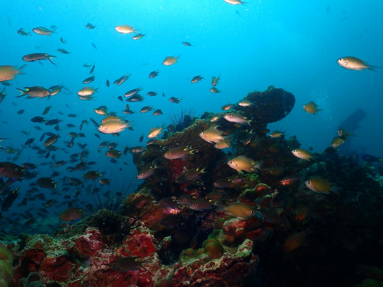 샤크는 없지만 거대한 씨팬들이 많은 포인트