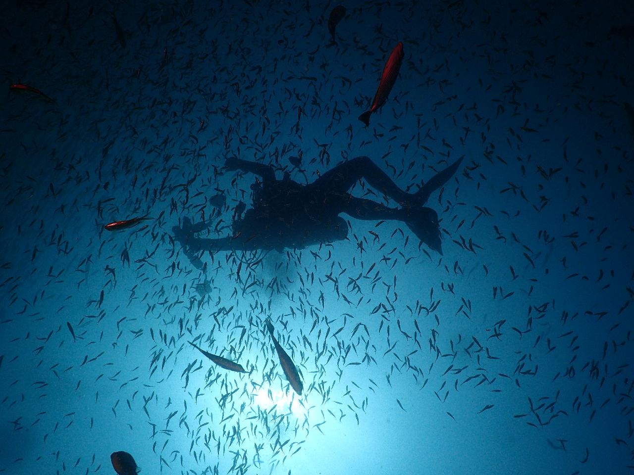 그야말로 물반 고기반 푸켓 킹크루저 포인트