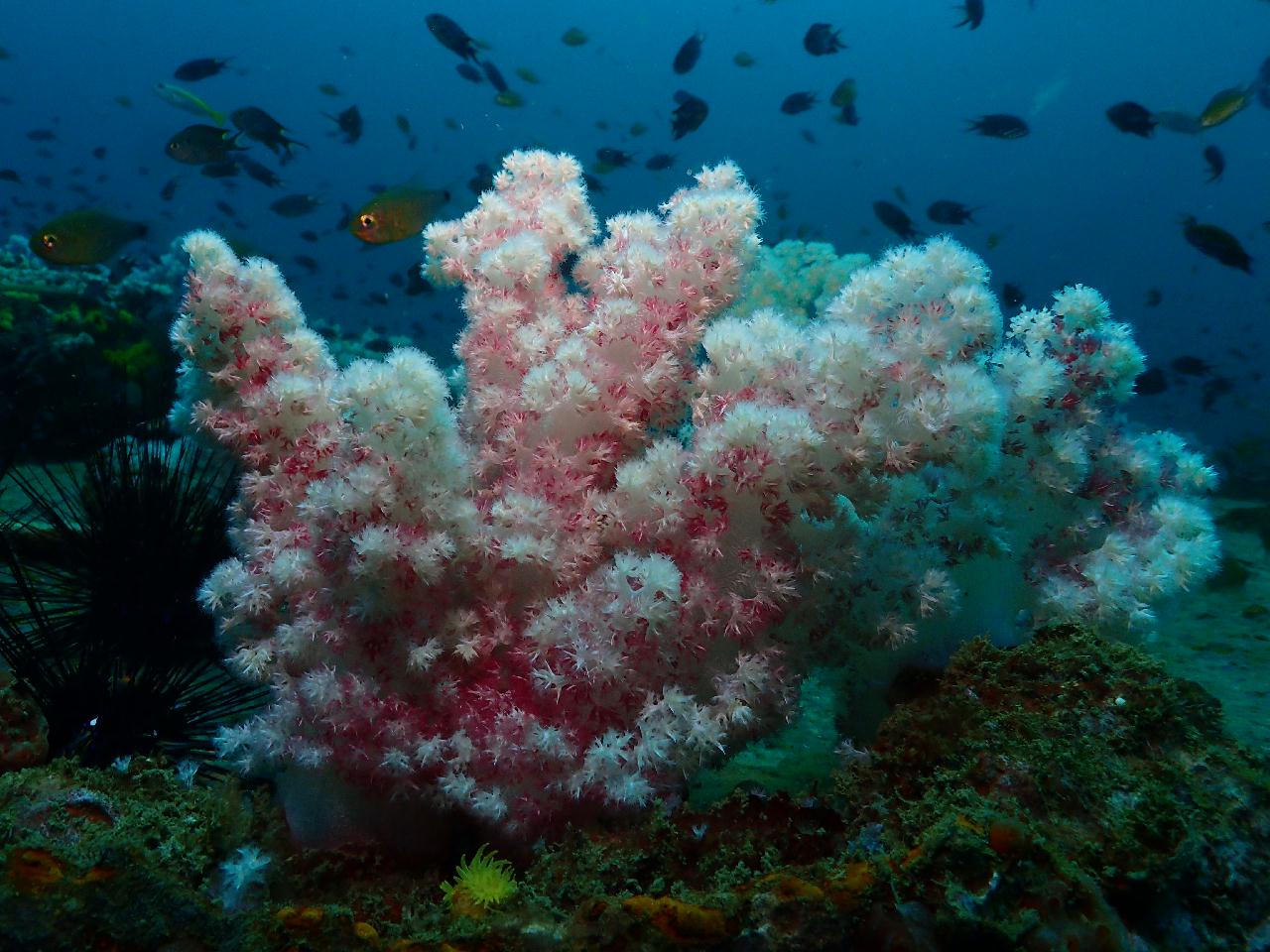 그야말로 물반 고기반 푸켓 킹크루저 포인트