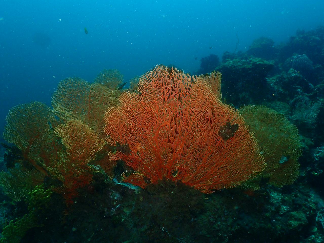 샤크는 없지만 거대한 씨팬들이 많은 포인트