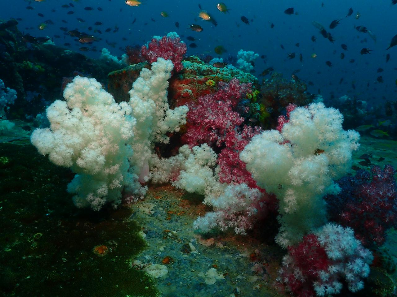 그야말로 물반 고기반 푸켓 킹크루저 포인트
