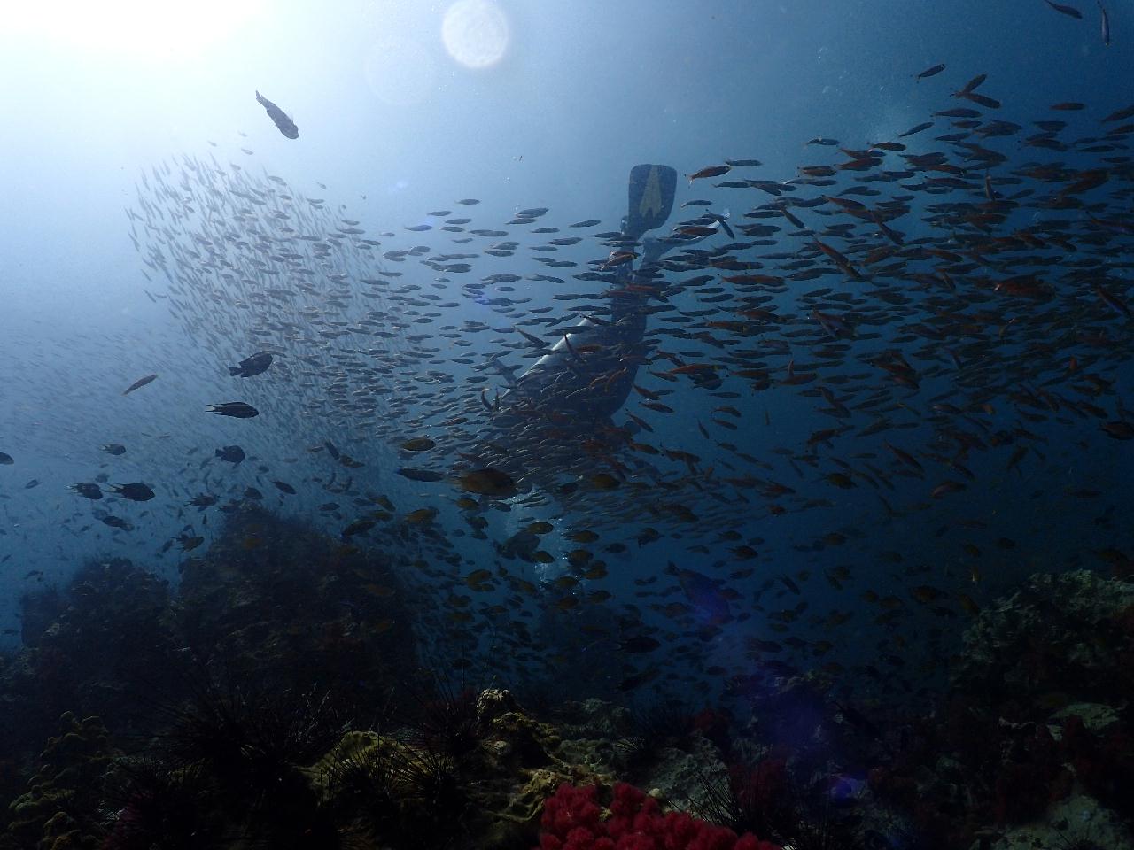샤크는 없지만 거대한 씨팬들이 많은 포인트