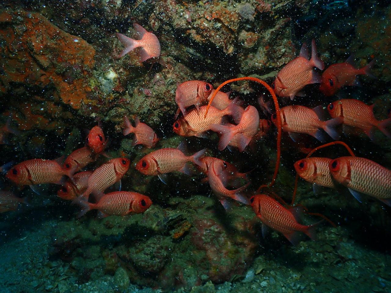 샤크는 없지만 거대한 씨팬들이 많은 포인트