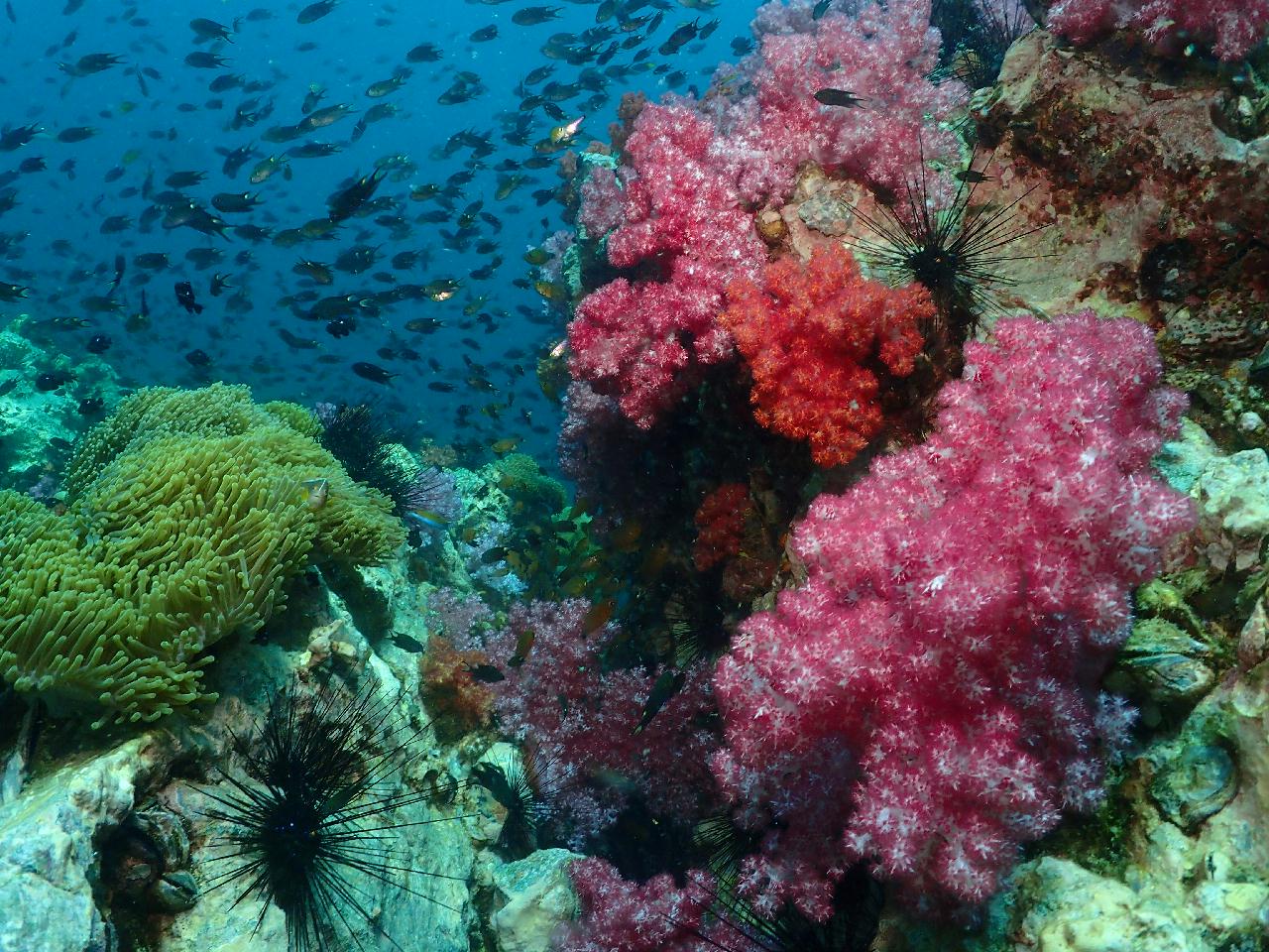 샤크는 없지만 거대한 씨팬들이 많은 포인트