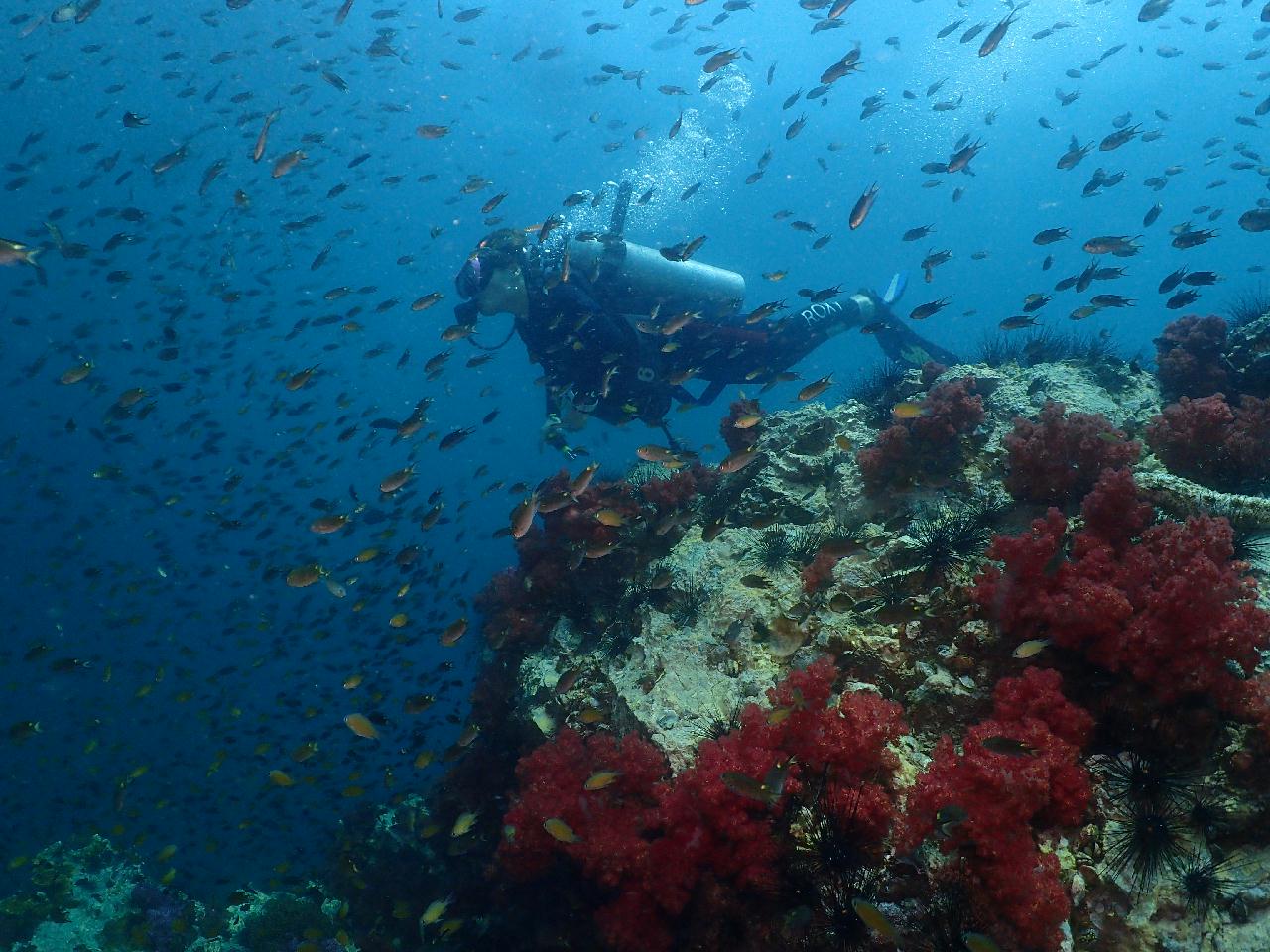 샤크는 없지만 거대한 씨팬들이 많은 포인트