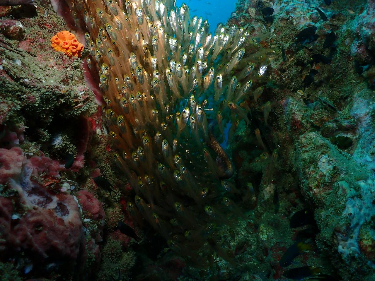 샤크는 없지만 거대한 씨팬들이 많은 포인트